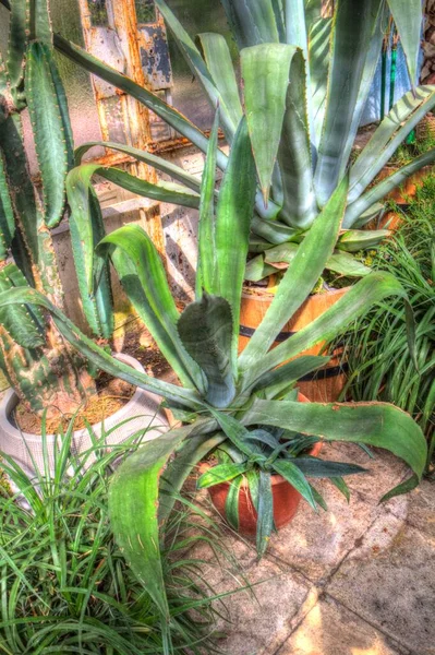 Americký Agave Agave Americana Pruhované Druhy Rodu Agave Podčeledi Agave — Stock fotografie