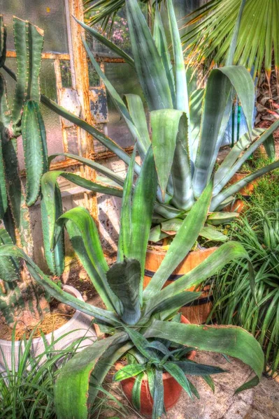 Americký Agave Agave Americana Pruhované Druhy Rodu Agave Podčeledi Agave — Stock fotografie