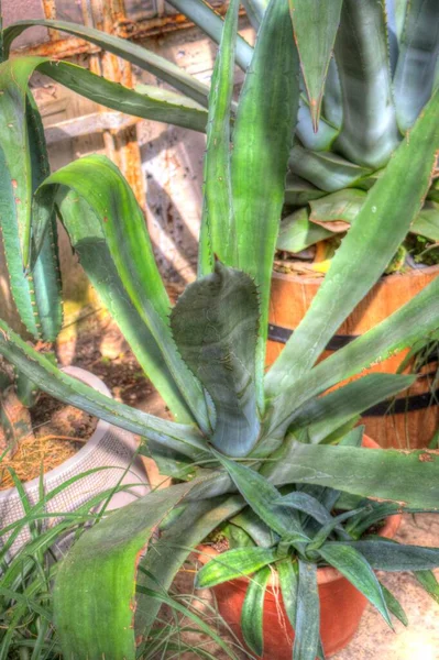 Americký Agave Agave Americana Pruhované Druhy Rodu Agave Podčeledi Agave — Stock fotografie