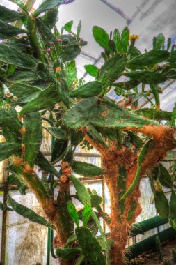 Hint ormanındaki kaktüs bitkisi, yabani kaktüs bitkisi Opuntia monacantha bitkisi, illüstrasyon, çizim, eskiz, antika, antika, antika