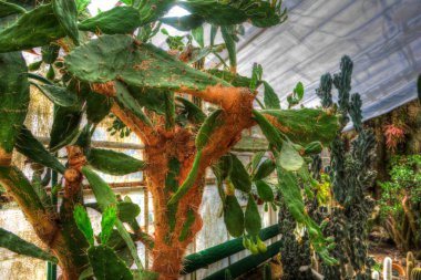 Hint ormanındaki kaktüs bitkisi, yabani kaktüs bitkisi Opuntia monacantha bitkisi, illüstrasyon, çizim, eskiz, antika, antika, antika