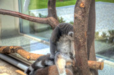 Bir grup dinlenen lemurlar katta, illüstrasyon, çizim, eskiz, antika, antika, antika.