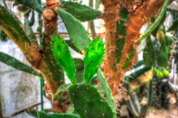 Cactus Plant Indian Forest Opuntia Monacantha Plant Wild Wild Cactus — Stock Photo, Image