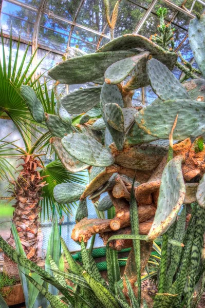 Cactus Plant Indian Forest Opuntia Monacantha Plant Wild Wild Cactus — Stock Photo, Image