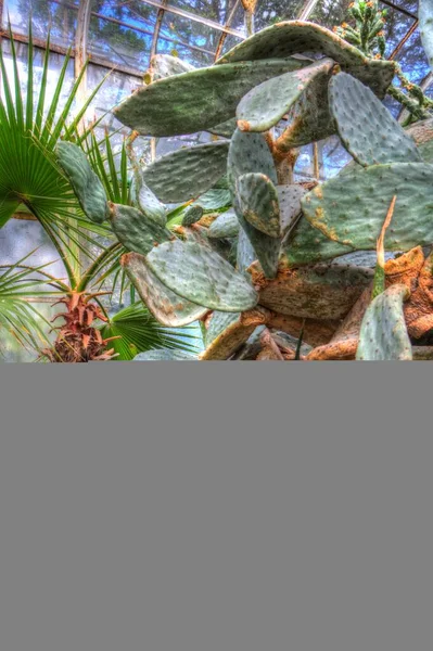 Tanaman Kaktus Hutan India Tanaman Opuntia Monacantha Alam Liar Tanaman — Stok Foto