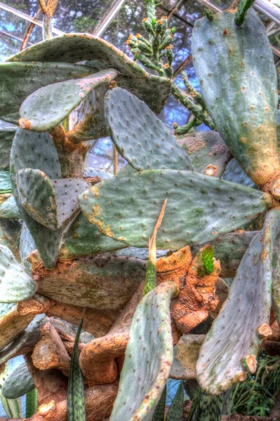 Roślina Kaktusa Lesie Indyjskim Roślina Opuntia Monacantha Dzikim Dzikim Kaktusie — Zdjęcie stockowe