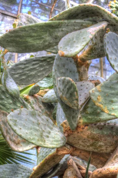 Roślina Kaktusa Lesie Indyjskim Roślina Opuntia Monacantha Dzikim Dzikim Kaktusie — Zdjęcie stockowe