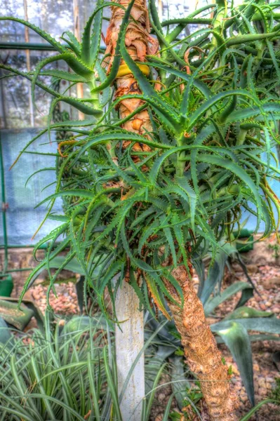 Gyógyító Zöld Aloe Arborescens Növény Illusztráció Rajz Vázlat Antik Retro — Stock Fotó