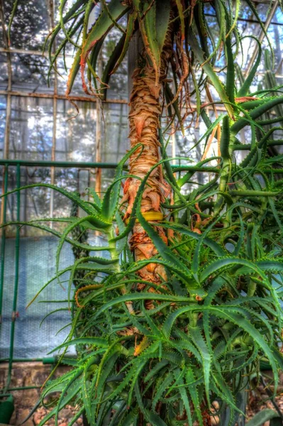 ヒーリンググリーンアロエArboresens植物 イラスト スケッチ アンティーク レトロ ヴィンテージ — ストック写真