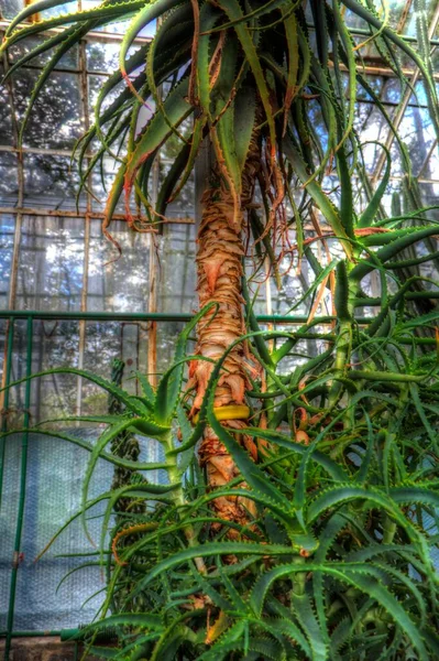 Gyógyító Zöld Aloe Arborescens Növény Illusztráció Rajz Vázlat Antik Retro — Stock Fotó