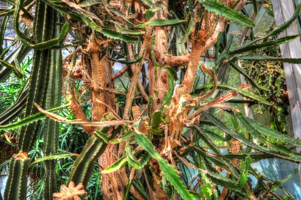 Leczenie Zielone Aloe Arborescens Roślina Ilustracja Rysunek Szkic Antyk Retro — Zdjęcie stockowe