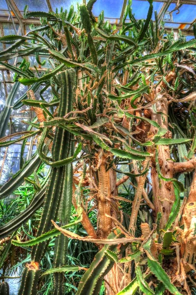 Curación Verde Aloe Arborescens Planta Ilustración Dibujo Boceto Antigüedad Retro — Foto de Stock