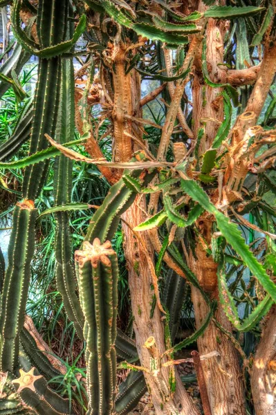 Guarigione Verde Aloe Arborescens Pianta Illustrazione Disegno Schizzo Antico Retrò — Foto Stock