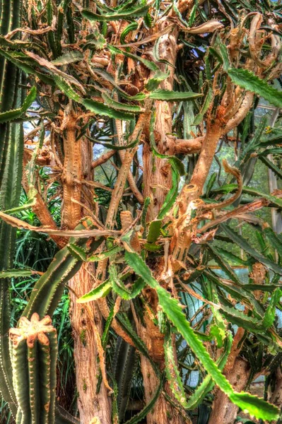 Guarigione Verde Aloe Arborescens Pianta Illustrazione Disegno Schizzo Antico Retrò — Foto Stock