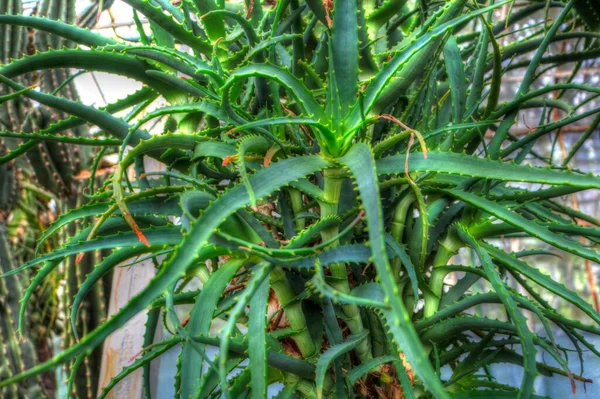 Healing Green Aloe Arborescens Plant Illustration Drawing Sketch Antique Retro — Stock Photo, Image