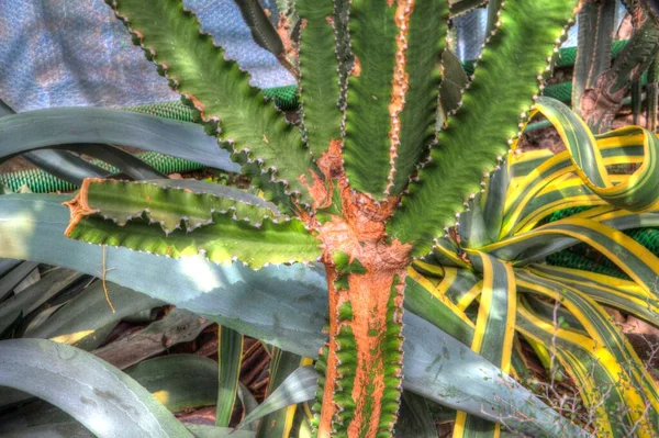 Léčení Zelená Aloe Arborescens Rostlina Ilustrace Kresba Skica Starožitnost Retro — Stock fotografie