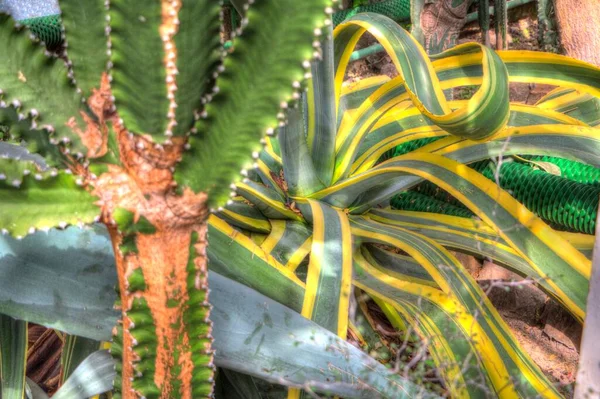 Heilende Grüne Aloe Arborescens Pflanze Illustration Zeichnung Skizze Antik Retro — Stockfoto