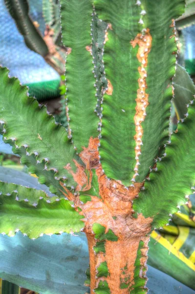 Curación Verde Aloe Arborescens Planta Ilustración Dibujo Boceto Antigüedad Retro — Foto de Stock