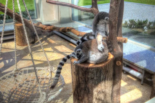 Grupa Odpoczynkowych Lemurów Katta Ilustracja Rysunek Szkic Antyk Retro Rocznik — Zdjęcie stockowe
