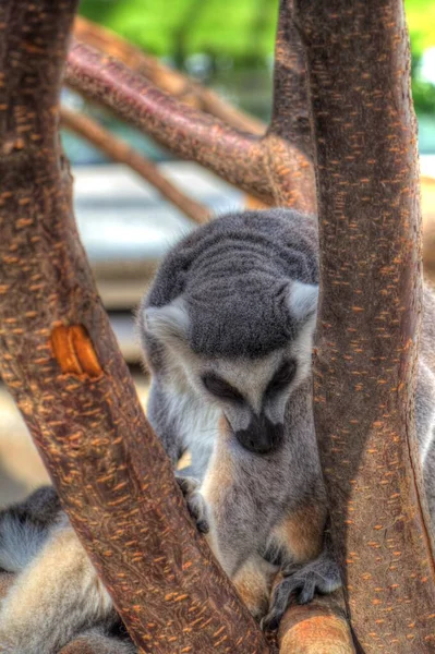 Grupa Odpoczynkowych Lemurów Katta Ilustracja Rysunek Szkic Antyk Retro Rocznik — Zdjęcie stockowe