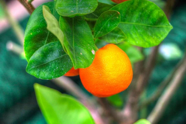 Owocowe Doniczki Mandarynkowe Pomarańcze Które Używane Jako Roślina Ozdobna Podczas — Zdjęcie stockowe