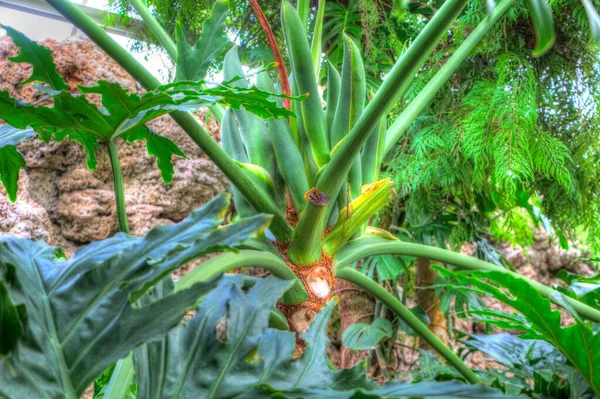 Srdce Tvaru Dvoubarevných Listů Philodendron Pluhy Vzácné Exotické Deštné Pralesy — Stock fotografie