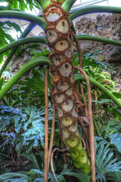 Kalp Şeklinde Iki Renkli Philodendron Sabanı Nadir Bulunan Egzotik Yağmur — Stok fotoğraf