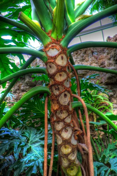 Szív Alakú Kétszínű Levelek Philodendron Plowmanii Ritka Egzotikus Esőerdő Növény — Stock Fotó