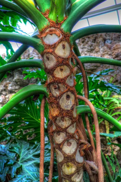 Szív Alakú Kétszínű Levelek Philodendron Plowmanii Ritka Egzotikus Esőerdő Növény — Stock Fotó