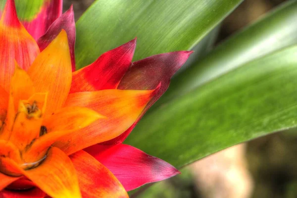 グズマニアリングラータの花 イラスト ドローイング スケッチ アンティーク レトロ ヴィンテージの写真 — ストック写真