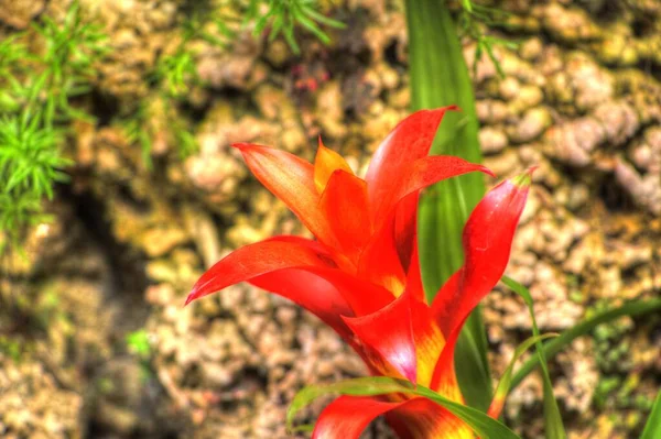 Foto Una Flor Guzmania Lingulata Ilustración Dibujo Boceto Antiguo Retro —  Fotos de Stock