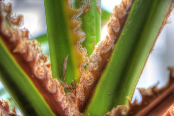 Close Achtergrond Van Een Queen Sago Cycas Palm Tree Illustratie — Stockfoto