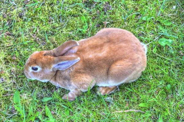 Niedliche Kaninchen Sitzen Auf Der Grünen Wiese Frühling Wiese Osterhasenjagd — Stockfoto