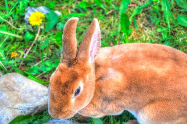 緑のフィールド春の牧草地に座ってかわいいウサギ イースターウサギ狩り — ストック写真