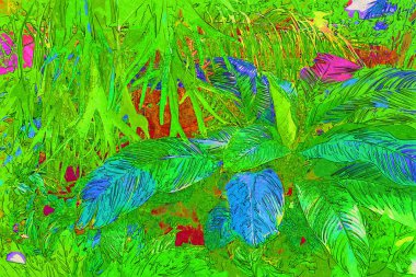 Calathea ornata sanderiana, fidanlıklarda. Bitki, belirgin bir deseni ve parlak renkleri olan büyük yapraklarıyla tanınır..