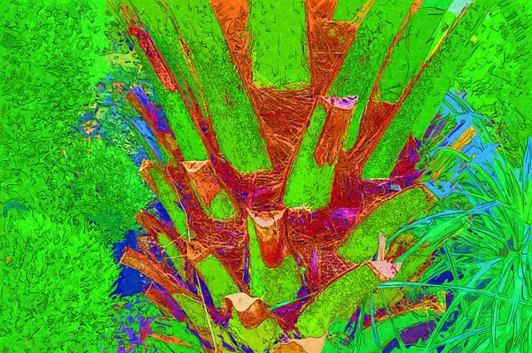 カナリア島Date Palm フェニックス カナリエンシス マカロネシア原産 — ストック写真