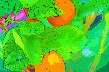 Bahar Festivali 'nde süs bitkisi olarak kullanılan verimli saksı portakalları, illüstrasyon, çizim, eskiz, antika, antika, antika