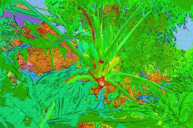 Kalp şeklinde iki renkli Philodendron sabanı nadir bulunan egzotik yağmur ormanları bitkisi eğreltiotu ve tropikal yaprak çeşitleri ile süs bahçesinde, illüstrasyon, çizim, çizim, antika, retro, vintage.