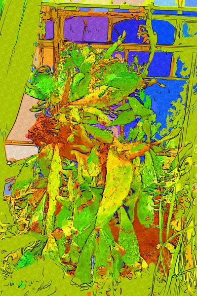 Curación Verde Aloe Arborescens Planta Ilustración Dibujo Boceto Antigüedad Retro —  Fotos de Stock