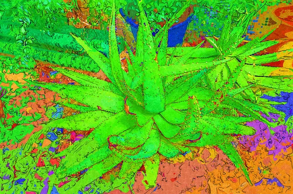 Guarigione Verde Aloe Arborescens Pianta Illustrazione Disegno Schizzo Antico Retrò — Foto Stock