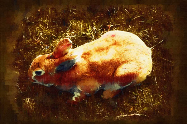 Mignon Lapin Assis Sur Champ Vert Prairie Printemps Chasse Lapin — Photo