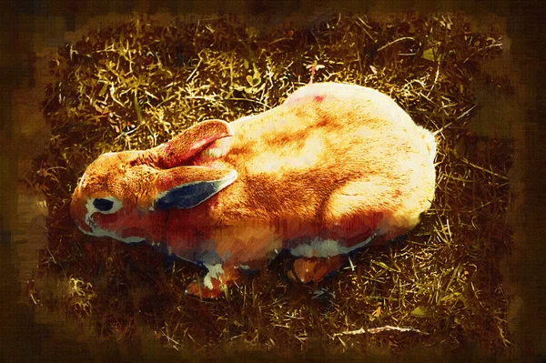 Niedliche Kaninchen Sitzen Auf Der Grünen Wiese Frühling Wiese Osterhasenjagd — Stockfoto