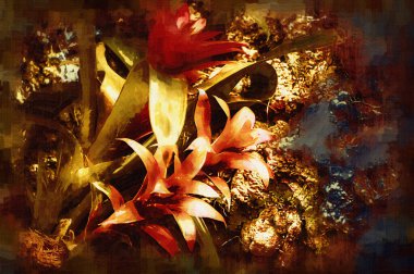 Guzman monostachia, guzmania lingulata, specie Güney Amerika 'ya özgüdür, illüstrasyon, çizim, çizim, antika, retro, vintage.