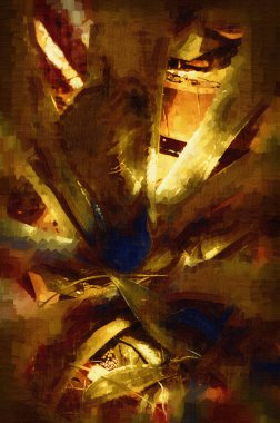 Amerikan agave (Agave americana) çizgili Agave cinsi, Agave alt ailesi, Sochi 'deki Kuşkonmaz ailesi. Yakın plan. Marginata, illüstrasyon, çizim, eskiz, antika, retro, vintage