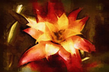 Bir Guzman lingulata çiçeğinin fotoğrafı, illüstrasyon, çizim, çizim, antika, retro, vintage.