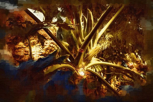 Coração Forma Bicolores Folhas Philodendron Plowmanii Planta Rara Floresta Tropical — Fotografia de Stock