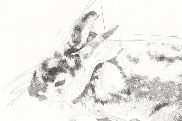 Cute Królik Siedzi Zielonym Polu Wiosna Łąka Easter Bunny Polowanie — Zdjęcie stockowe