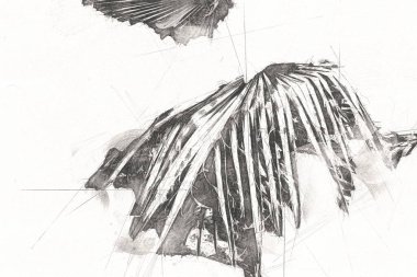 Çinli hayran palmiye yaprağı, sanat, illüstrasyon, retro, çizim, eskiz, klasik, retro, antika,