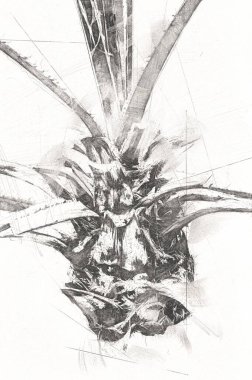 Kanarya Adasının Tarih Ayası (Anka kanaryası), Macaronezya kökenlidir