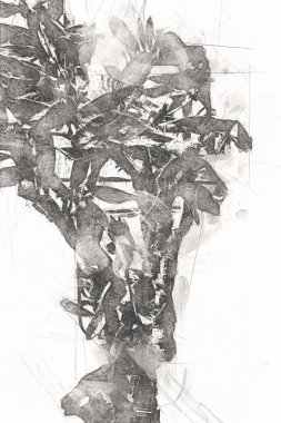 Hint ormanındaki kaktüs bitkisi, yabani kaktüs bitkisi Opuntia monacantha bitkisi, illüstrasyon, çizim, eskiz, antika, antika, antika